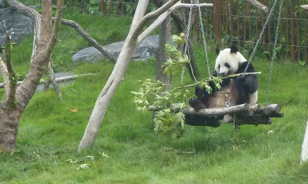 Panda’s in Pairi Daiza